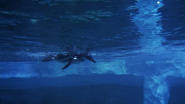 penguins swimming underwater. beautiful wildlife video