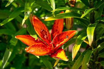 Naklejka na ściany i meble Red lily flower in the garden in summer.