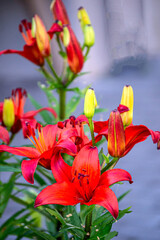 Beautiful red lily flowers and buds in the garden.