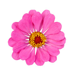 Pink zinnia flower on white isolated background.