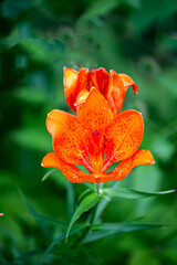 lBeautiful red lily flowers and buds in the garden.