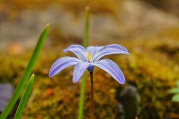 Beautiful spring blue flower with six petals
