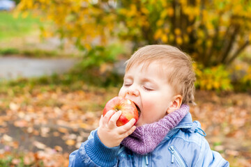 Autumn mood. A boy poses against a background of yellow leaves eating a juicy red apple. Autumn portrait of a child with an apple. Sight. Cute smiling boy.
