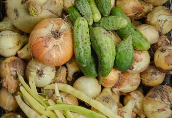 Organic vegetables. Fresh vegetable. Close up of organic cucumbers, yellow beans and onions. Vegetable background