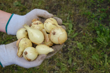 Fresh organic onions in the famele hands. Organic vegetables. Hands with onion