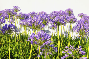 Beautiful flowers of Agapanthus flowers  (  African lily  ) on sunny summer day. Copy space