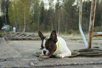 A small French bulldog lies on the ground on a concrete slab and gnaws a delicious bone
