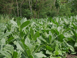 The swimming goldfish looks very beautiful accompanied by several types of fish which are also beautiful in very clear water