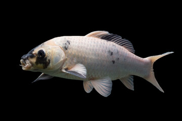 Fototapeta premium Koi fish Shiro Utsuri Koi fish Black background
