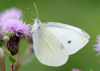 Bielinek motyl © patrycjaskupinska