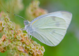 Bielinek motyl © patrycjaskupinska