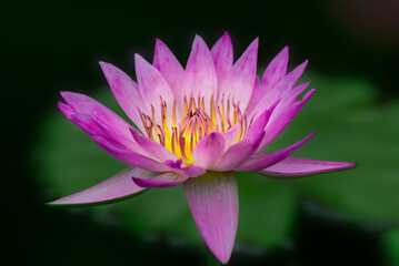 Close up of pink water lily blossom with green leave in the background