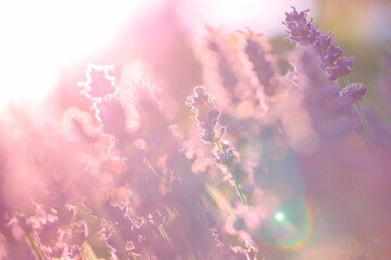 Lavender garden in a summer light