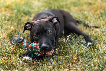American Staffordshire Terrier puppy
Amstaff puppy