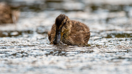 ente, bird, wasser, natur, stockente, see, tier, wild lebende tiere, wild,