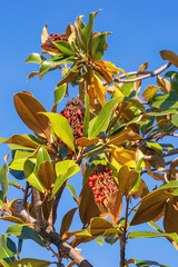 Autumn. Branches of  magnolia tree ( Magnolia grandiflora ) with leaves and fruit against blue sky