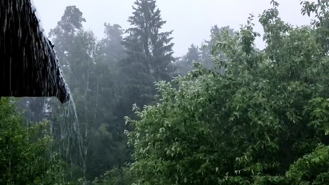 Heavy rain in a village near the forest