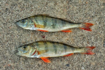 Two perches lie on a gray concrete background. Two fish with red fins
