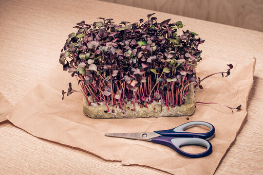 Freshness Organic Sango radish cress