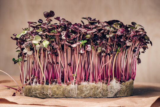 Freshness Organic Sango radish cress