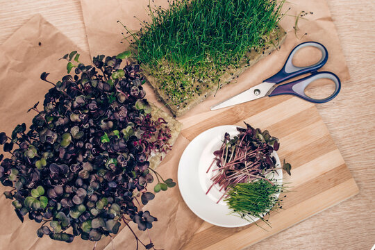 Organic Sango radish cress leek Scissors.  top view