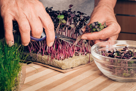 Organic Sango radish cress. radish cress Scissors