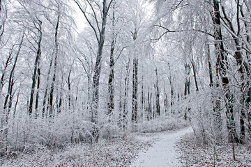 path at frosty German forest in Lower Saxony