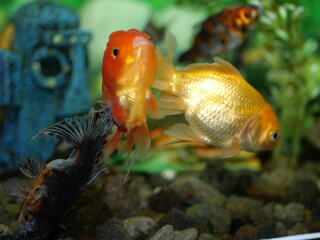 The swimming goldfish looks very beautiful accompanied by several types of fish which are also beautiful in very clear water