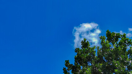 Bright blue sky white cloud and green bush in a corner, copy space