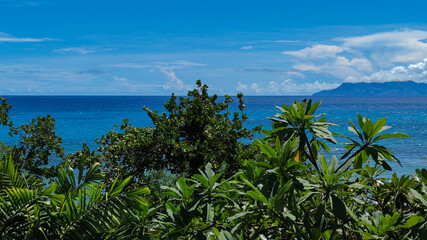 Fototapeta na wymiar Bright green palms on seashore, blue horizon, Seychelles