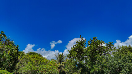 Sunny bright green trees and palms under the blue sky, copyspace