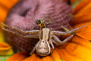 Xysticus cristatus © patrycjaskupinska