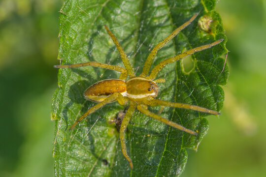 Dolomedes fimbriatus – Bagnik przybrzeżny