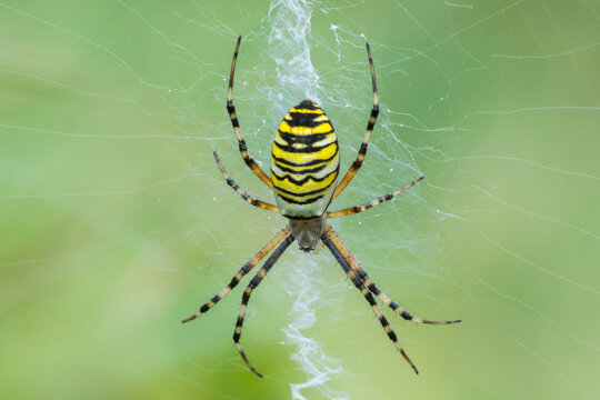 Argiope bruennichi &ndash; Tygrzyk paskowany