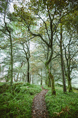A path surrounded by moss covered trees going through the forest.