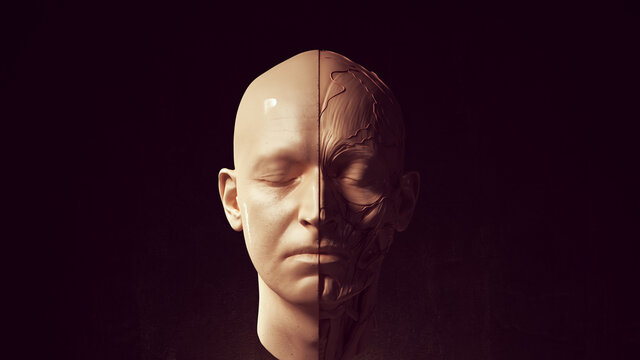 Human Ecorche Flayed Head Face Anatomical Musculature Display Halloween Sculpture Front View 3d illustration render