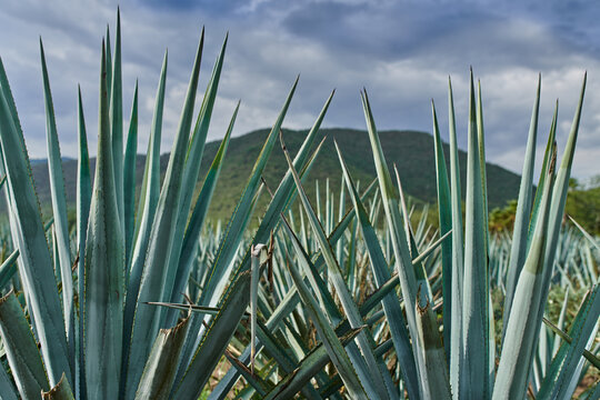 Penca 이미지 찾아보기 731 스톡 사진, 벡터 및 비디오 Adobe Stock