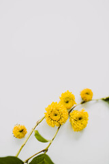 Close up of little yellow flowers on clean backdrop