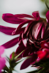 Close up of fresh blooms against a white background