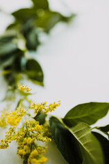 Close up of fresh blooms against a white background