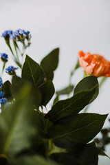 Close up of fresh blooms against a white background