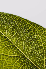 Abstract close up of veins on a green leaf against a white background