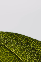 Abstract close up of veins on a green leaf against a white background