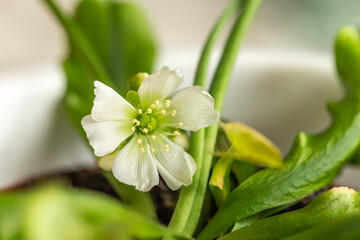 Close-up of the blossom of a venus flytrap indoor © Annabell Gsödl