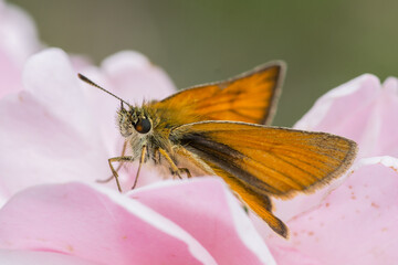 Ochlodes sylvanus – Karłątek kniejnik