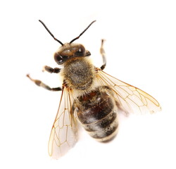 Honeybee isolated on white background, top view