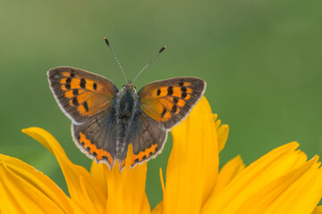 Obraz premium Lycaena phlaeas – Czerwończyk żarek