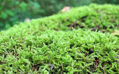 Close-up of green forest moss