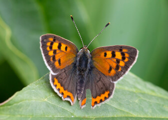 Lycaena phlaeas – Czerwończyk żarek