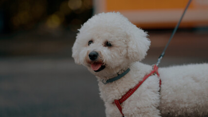 funny cute white dog smile 